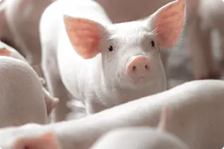 群れの中でこちらを見つめる子豚の様子