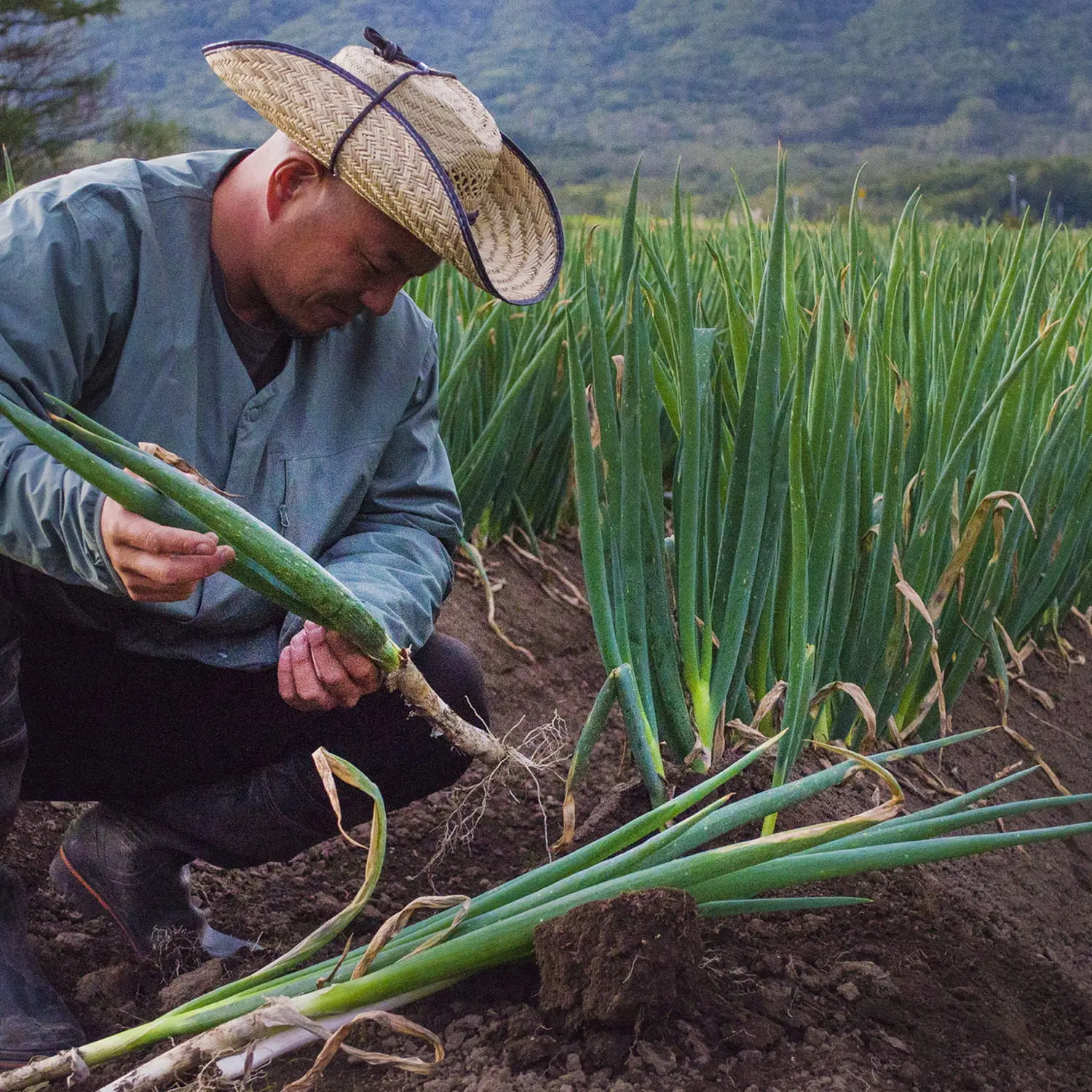 畑で収穫した長ねぎを手に取り、品質を確認する生産者の様子