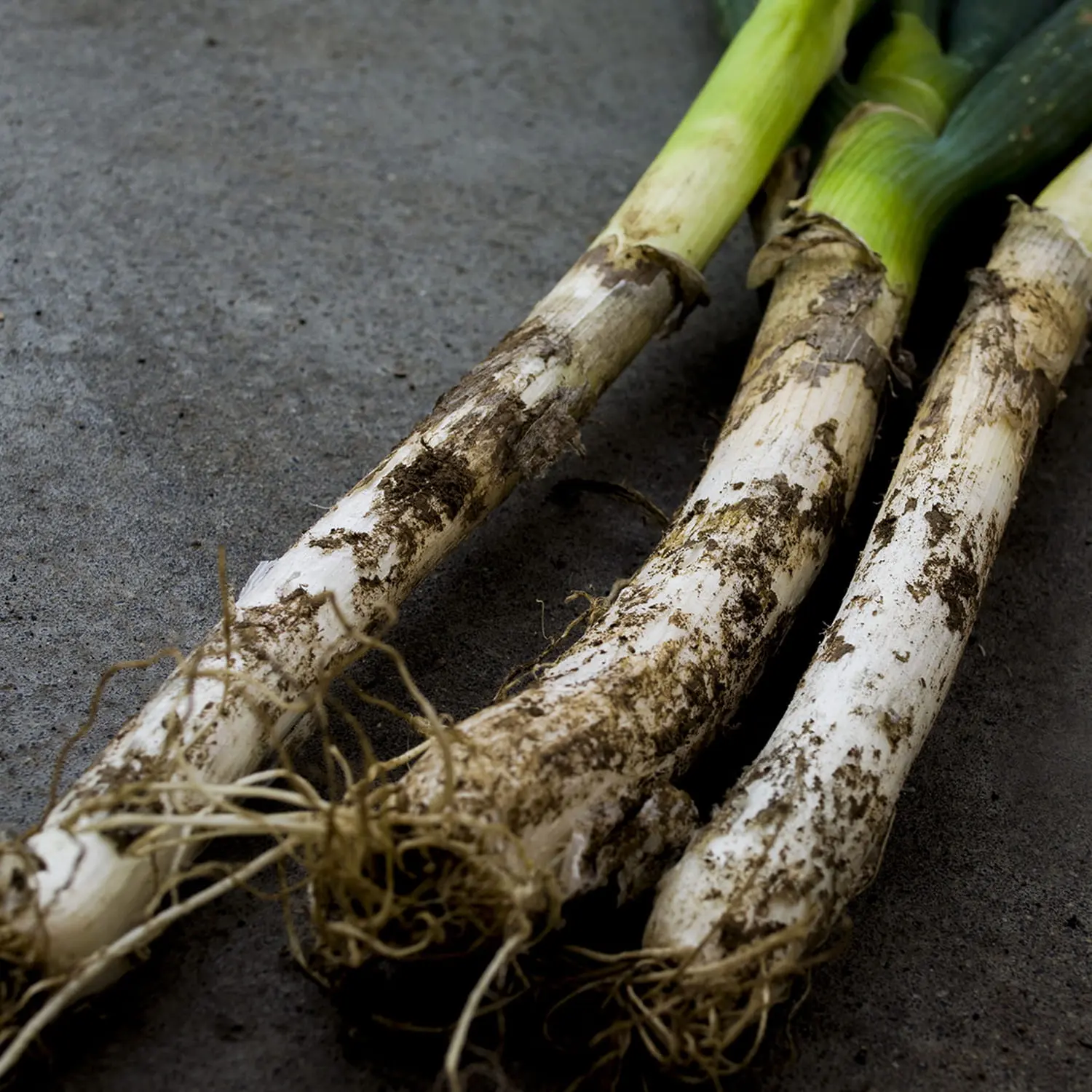 土が付いたまま並べられた収穫直後の長ねぎのクローズアップ