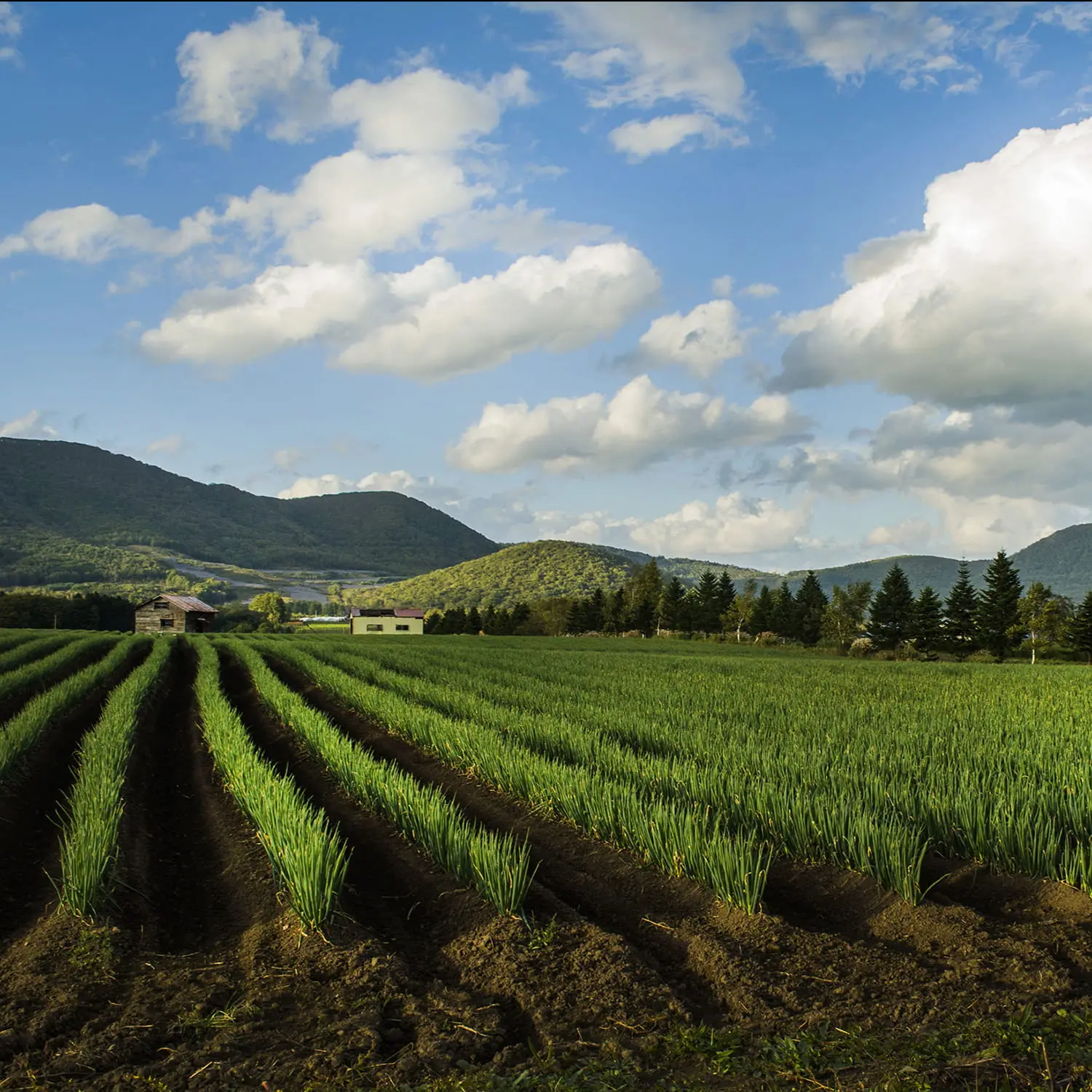 山々を背景に畝が整然と並ぶ長ねぎ畑の風景